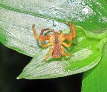 Sivun Sidymella angularis (Urquhart 1885) kuva