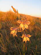 Imagem de Gladiolus longicollis subsp. longicollis