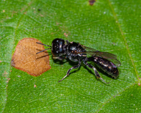 Image of Crossocerus harringtonii (W. Fox 1895)