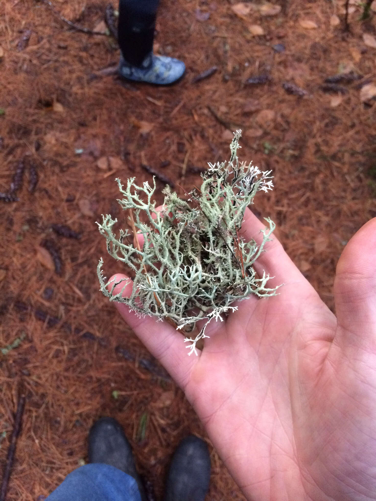 Image of light and dark lichen