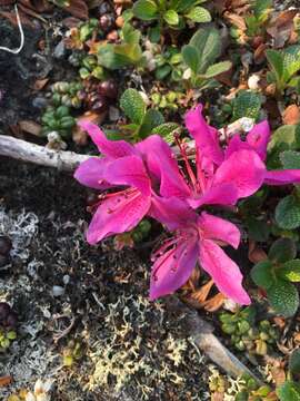 Image of Kamchatka rhododendron