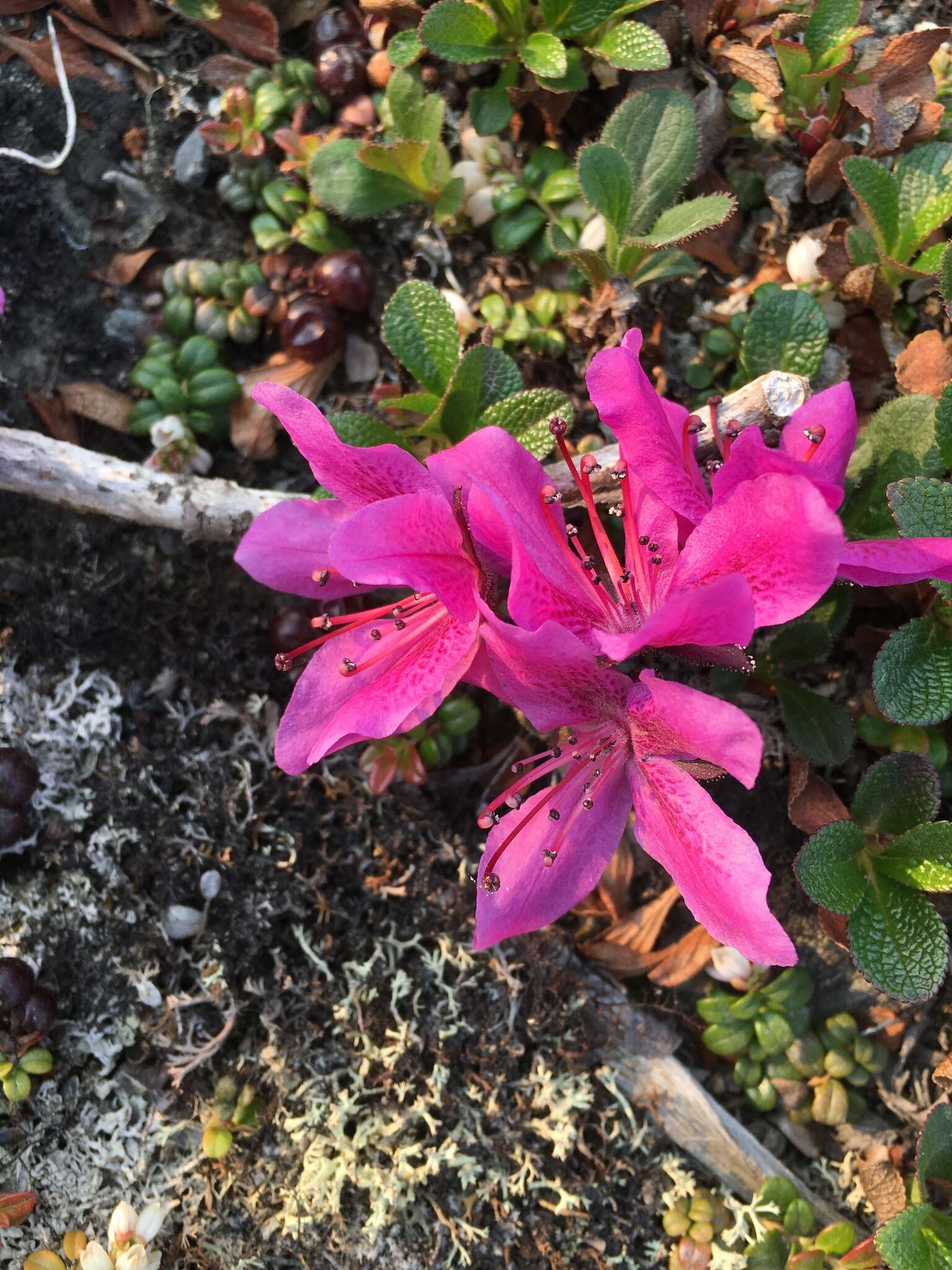 صورة Rhododendron camtschaticum subsp. glandulosum (Standl.) B. Boivin