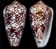 Image of Conus bratcherae (Petuch & Berschauer 2019)