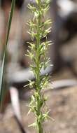 Image of narrow-petal rein orchid