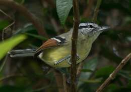 Image of Rufous-winged Antwren