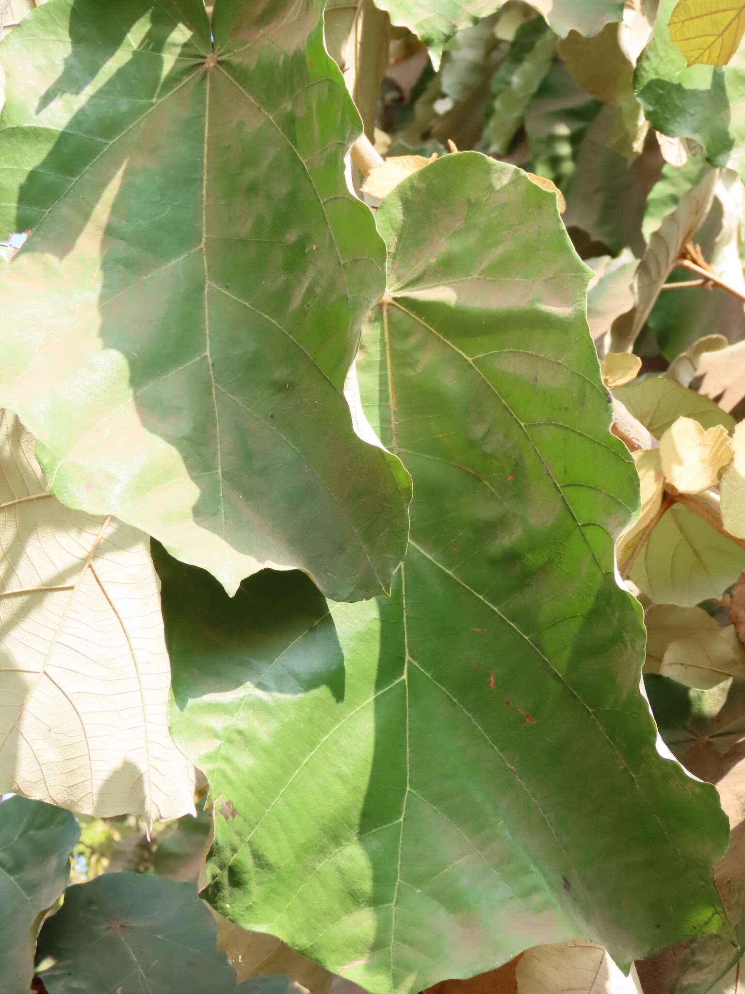 Image of Pterospermum acerifolium (L.) Willd.