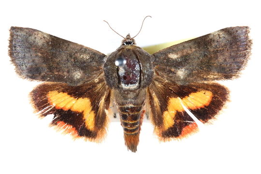 Image of <i>Hyblaea flavipicta</i> Hampson 1910