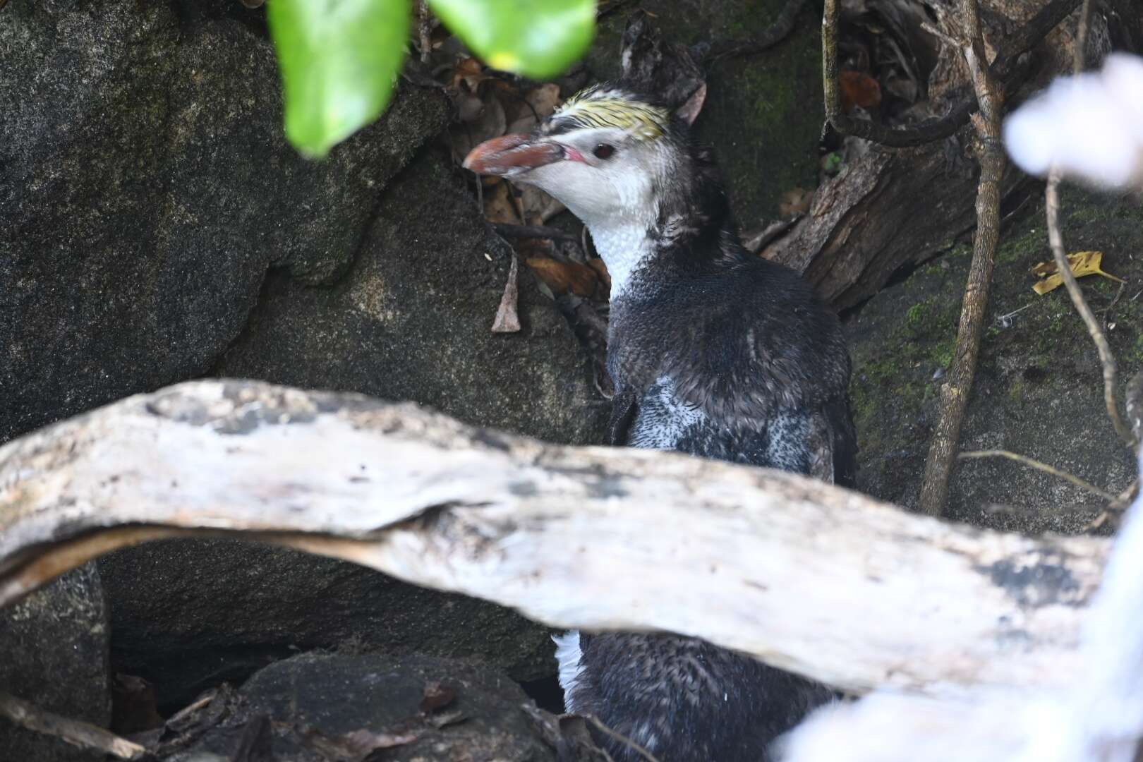 Image of Royal Penguin