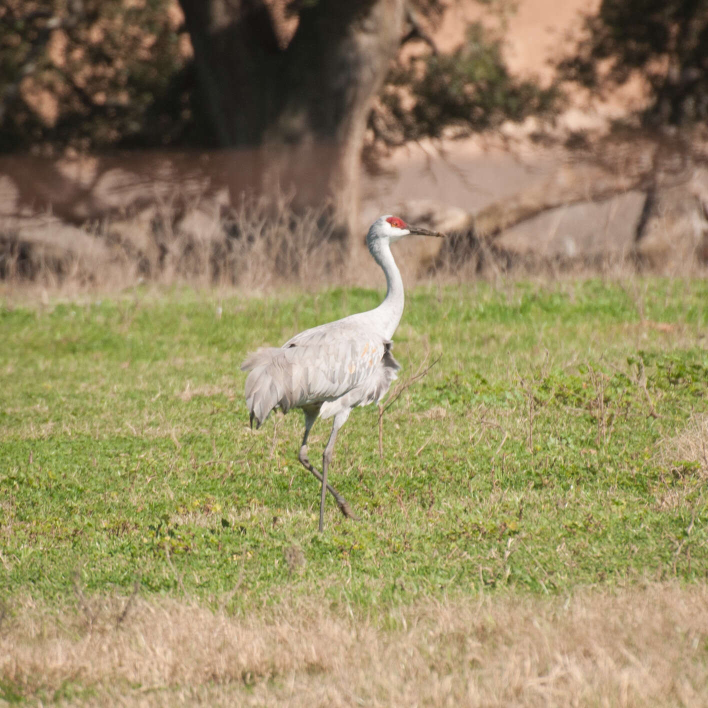 Image of Sandhill Crane