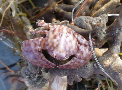 Image of spotted porcelain crab