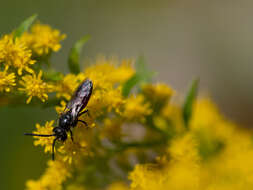 Image of dark-winged blood bee