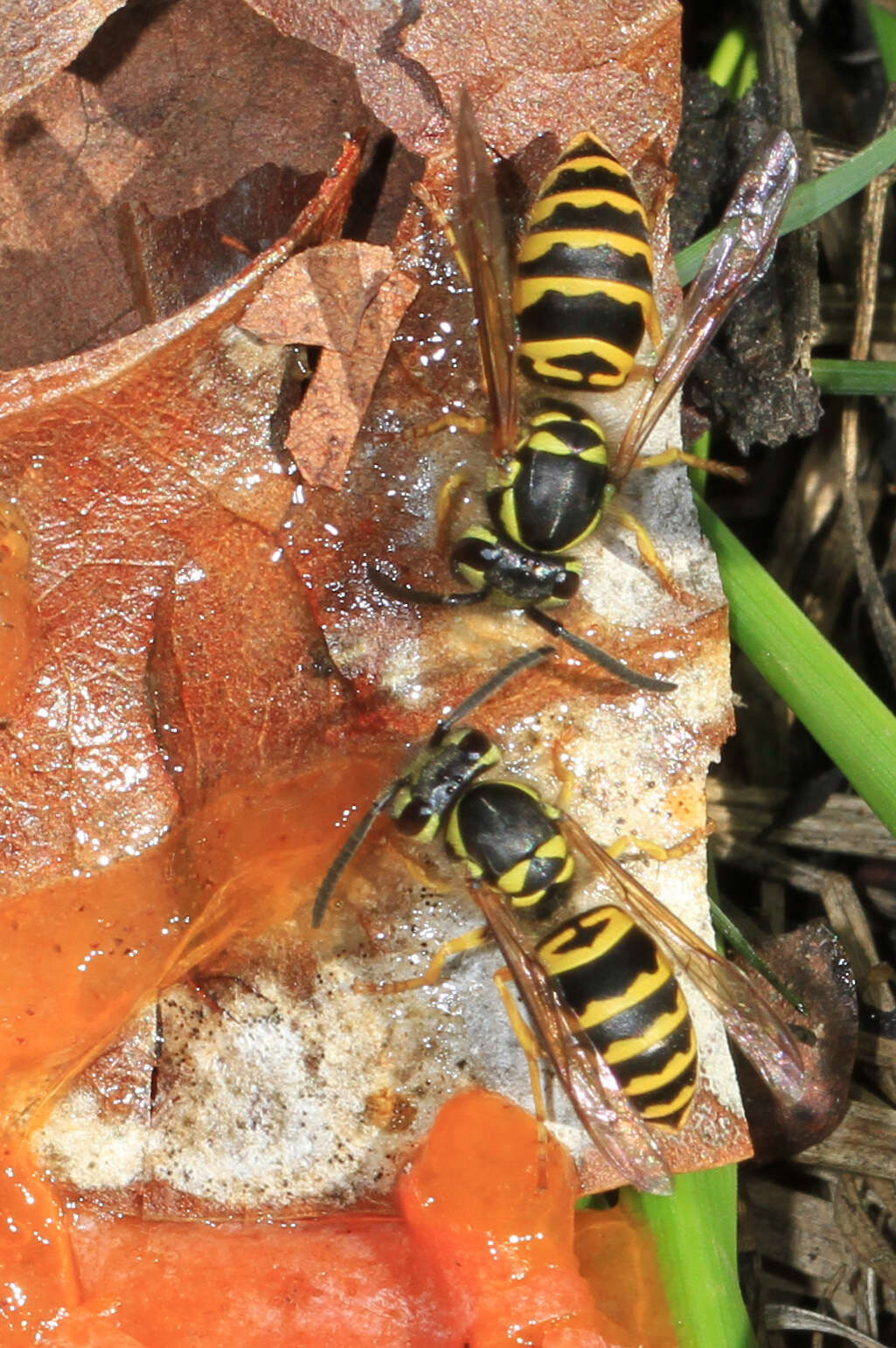 Image of Eastern Yellowjacket