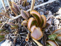 Image of Meconopsis grandis Prain