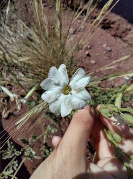 Image of Nicotiana paa R. Martinez-Crovetto