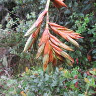 Image of Tillandsia denudata André