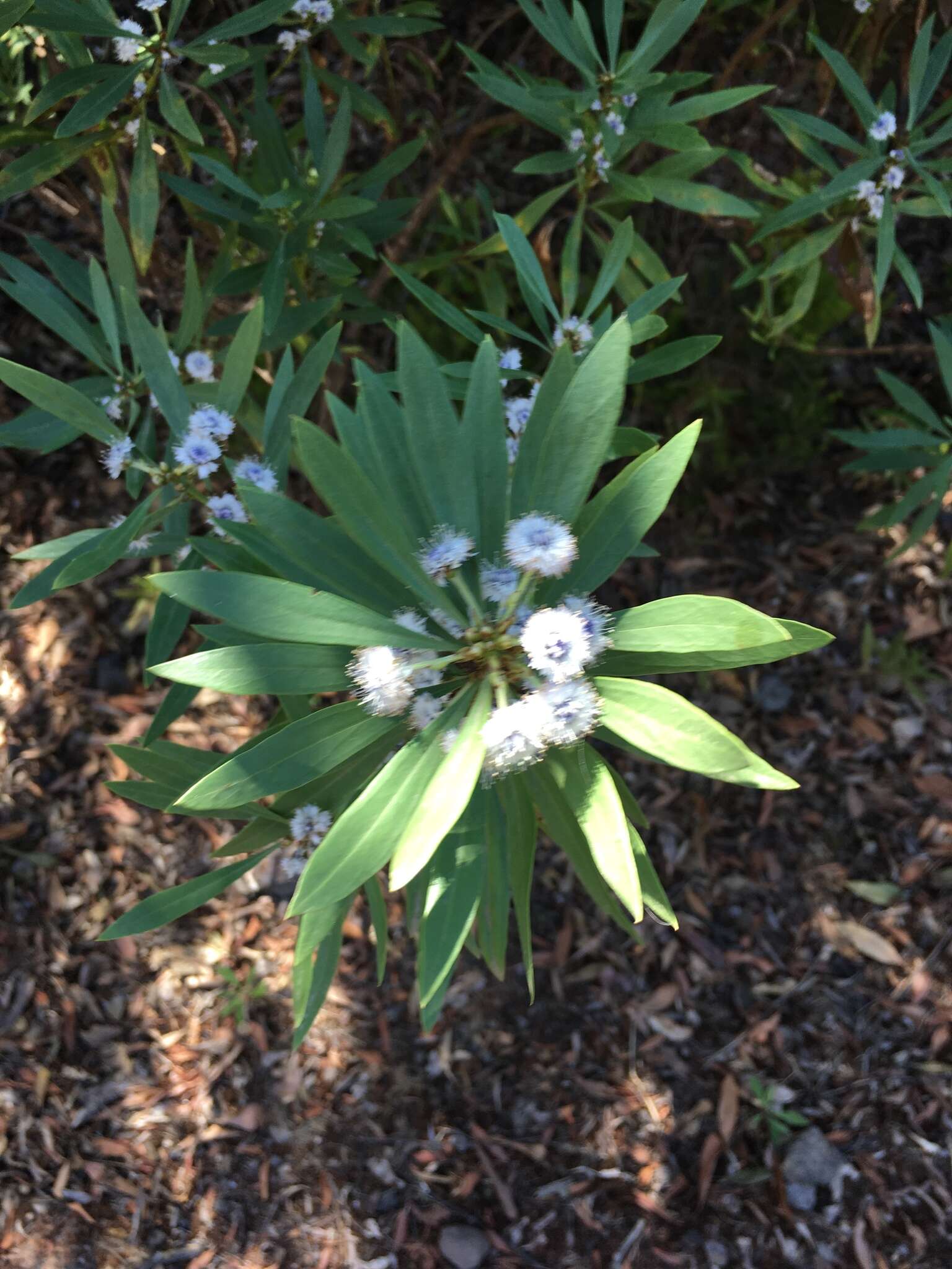 Image of Globularia salicina Lam.