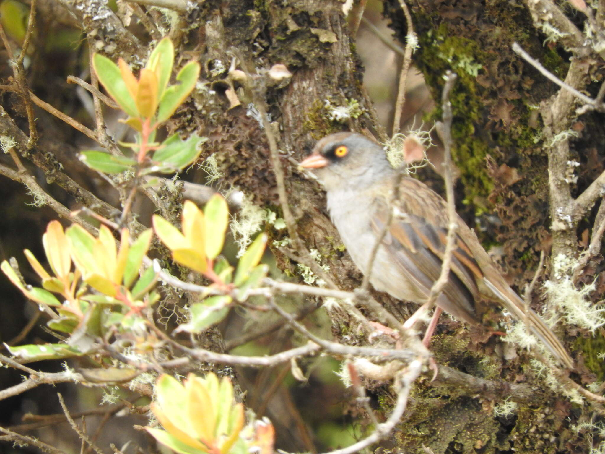 Image of Volcano Junco