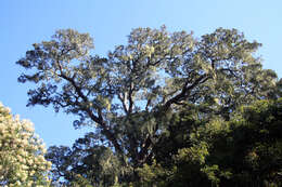 Image of Sickle-leaved Yellowwood