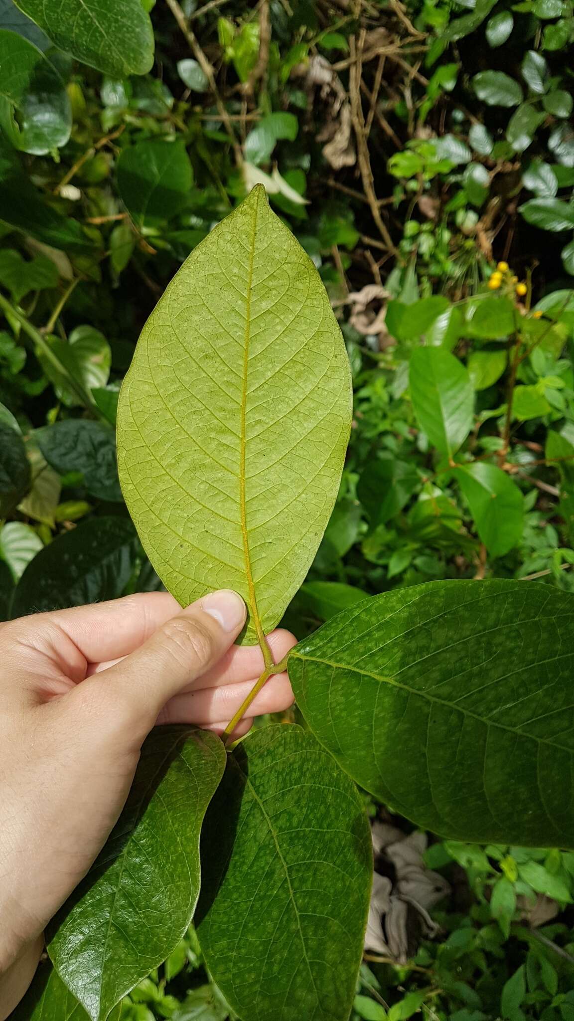 Image de Senna latifolia (G. Mey.) H. S. Irwin & Barneby