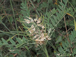 Sophora alopecuroides L. resmi