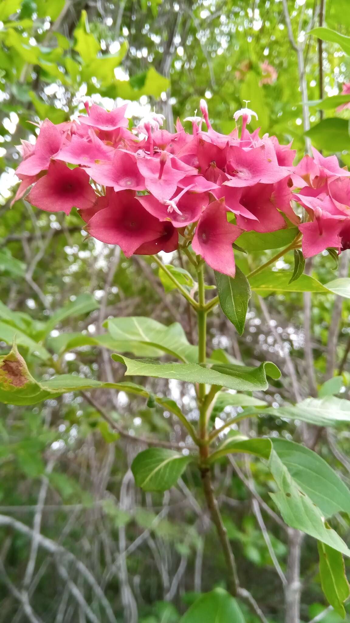 صورة Paracarphalea angulata (Baill.) Razafim., Ferm, B. Bremer & Kårehed