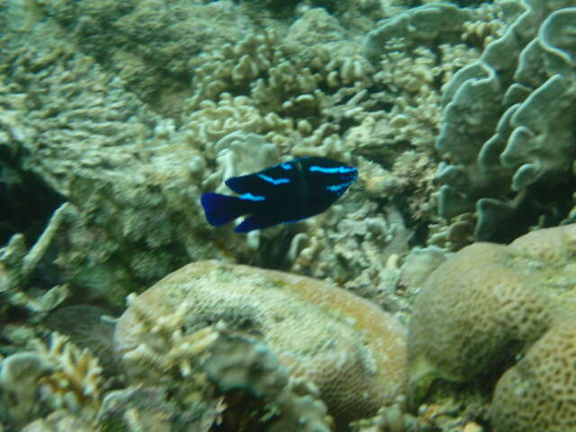 Image of Blue-streak damsel