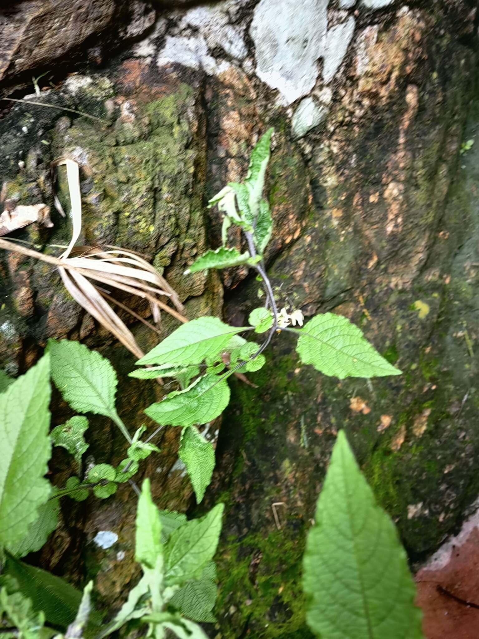 Image of ornamental nightshade