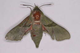 Image of Terloo Sphinx