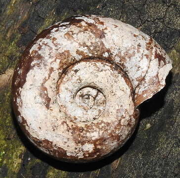 Image of Great Ram's Horn Snail