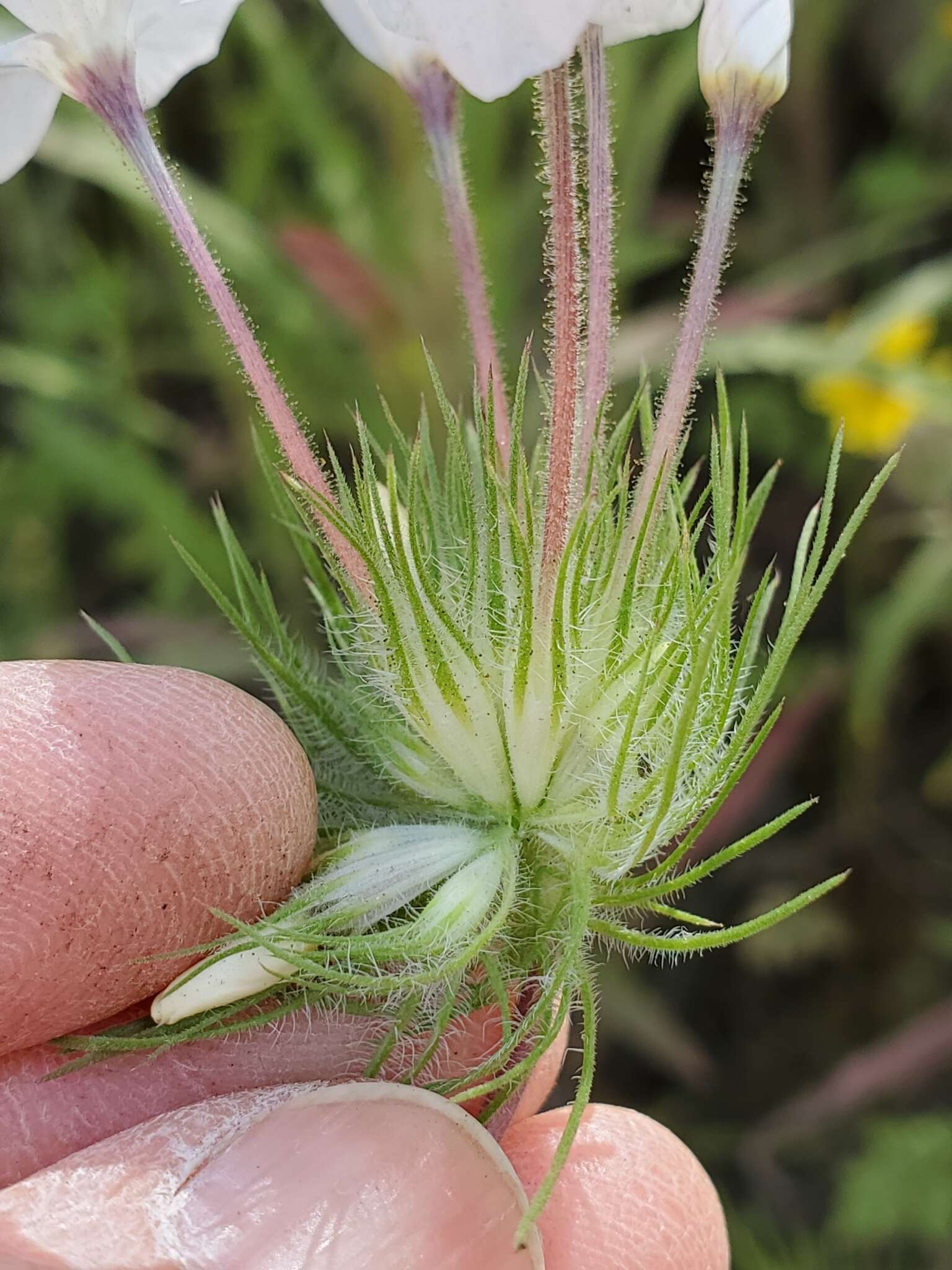 Image of mustang clover