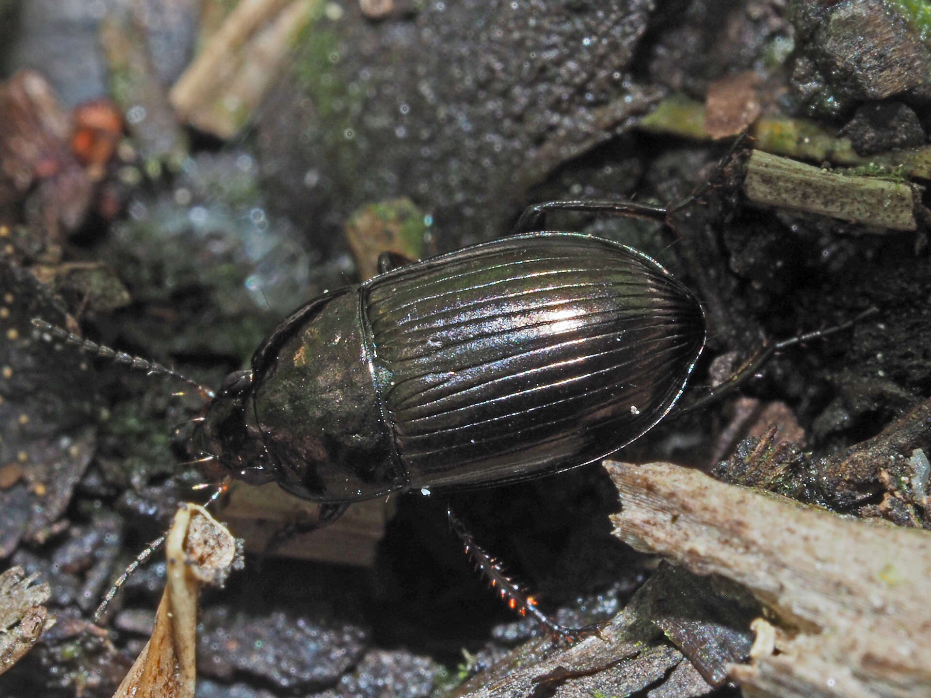 Image de Amara (Amara) lunicollis Schiödte 1837