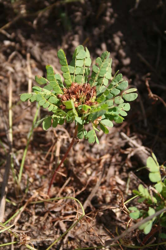 Image of South Pacific palm