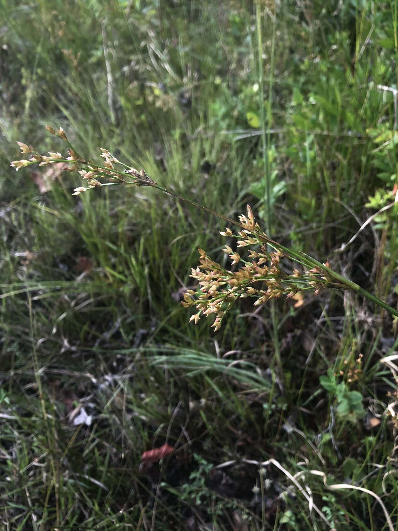 Imagem de Juncus trigonocarpus Steud.