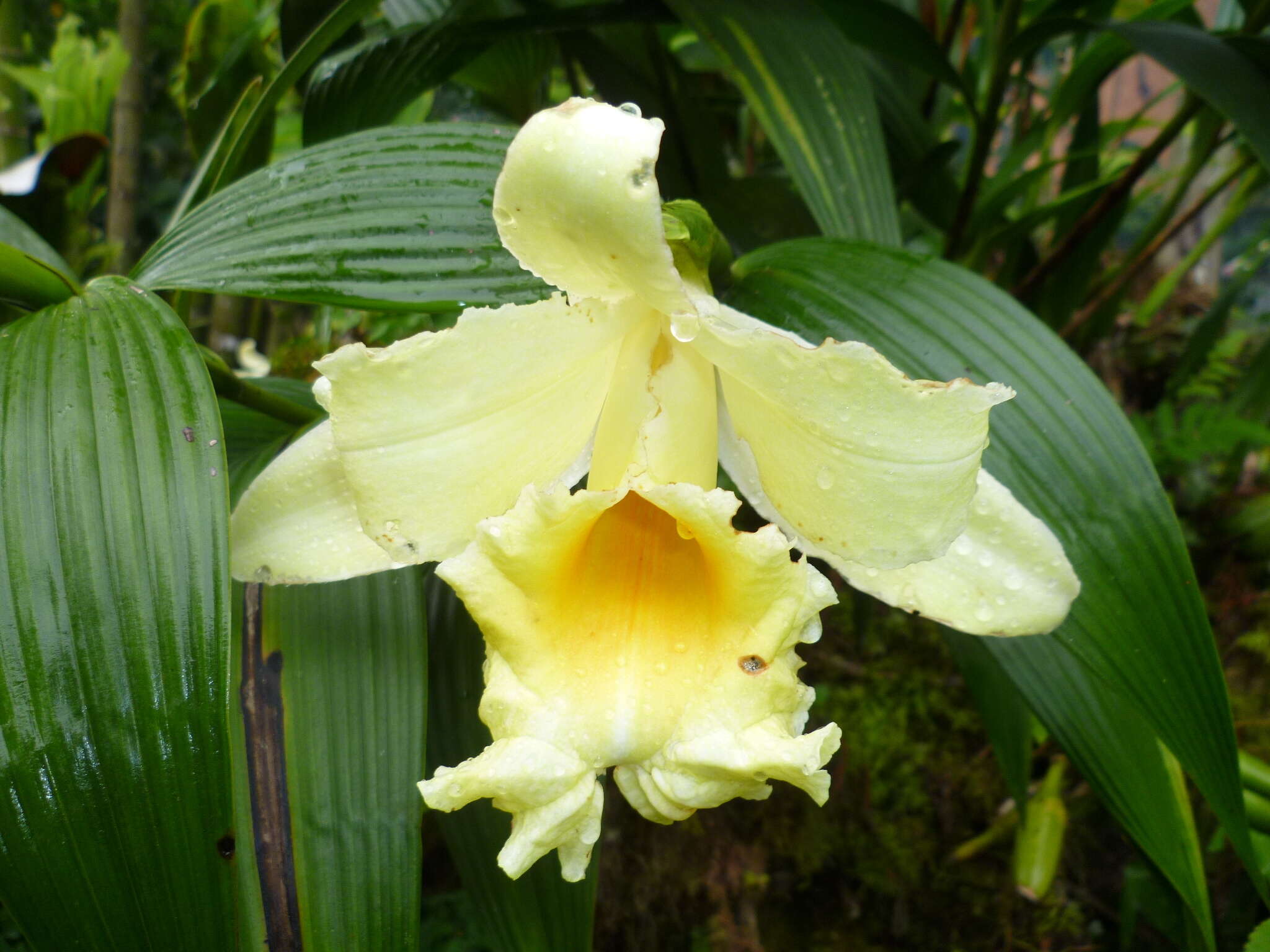 صورة Sobralia xantholeuca B. S. Williams