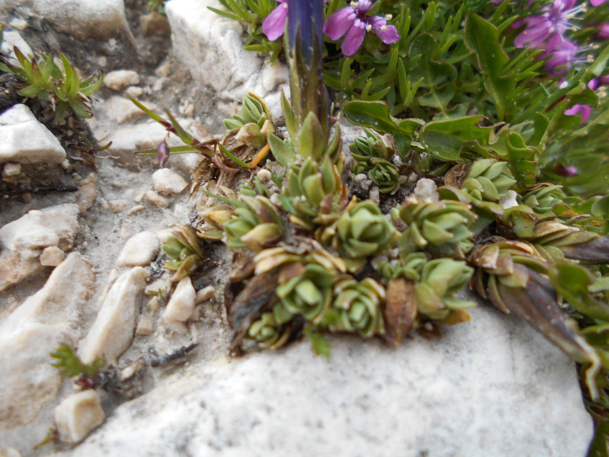 Image of Gentiana terglouensis subsp. terglouensis