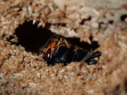 Image of Asian hornet