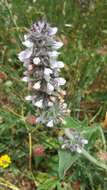 Image of Downy woundwort