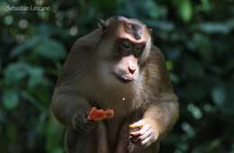 Image of Pig-Tail Macaque