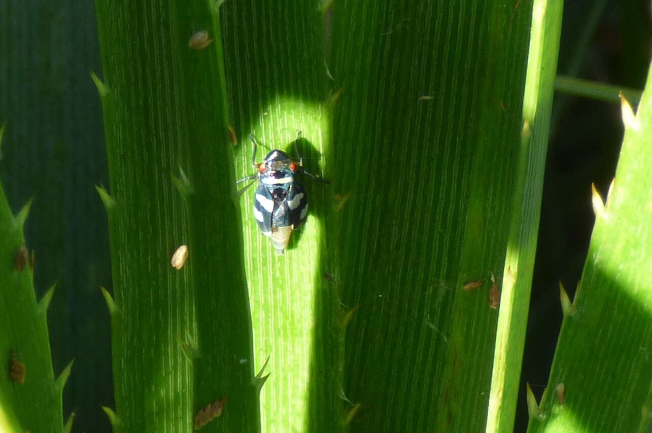 Слика од Balacha melanocephala (Signoret 1854)