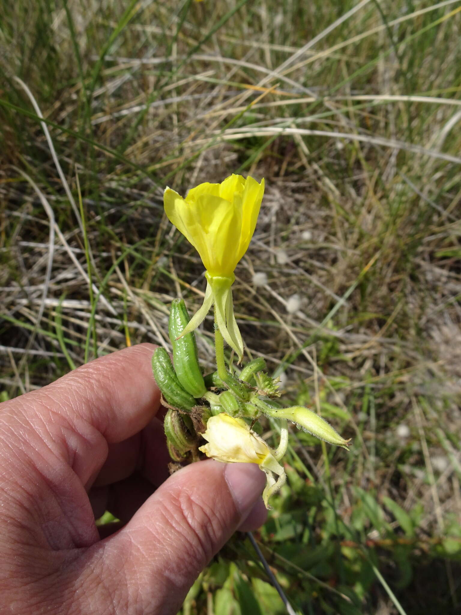 Plancia ëd Oenothera cambrica K. Rostanski