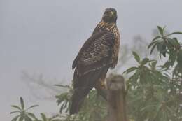 Image of Black-chested Buzzard-Eagle