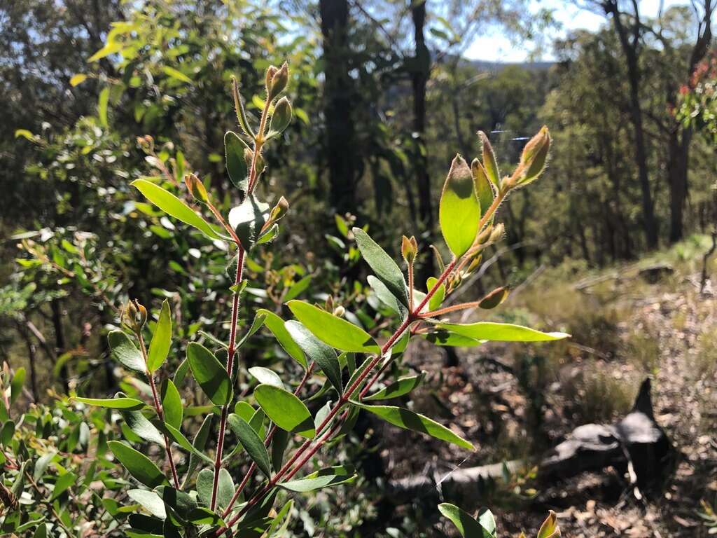 Image of Persoonia sericea A. Cunn. ex R. Br.