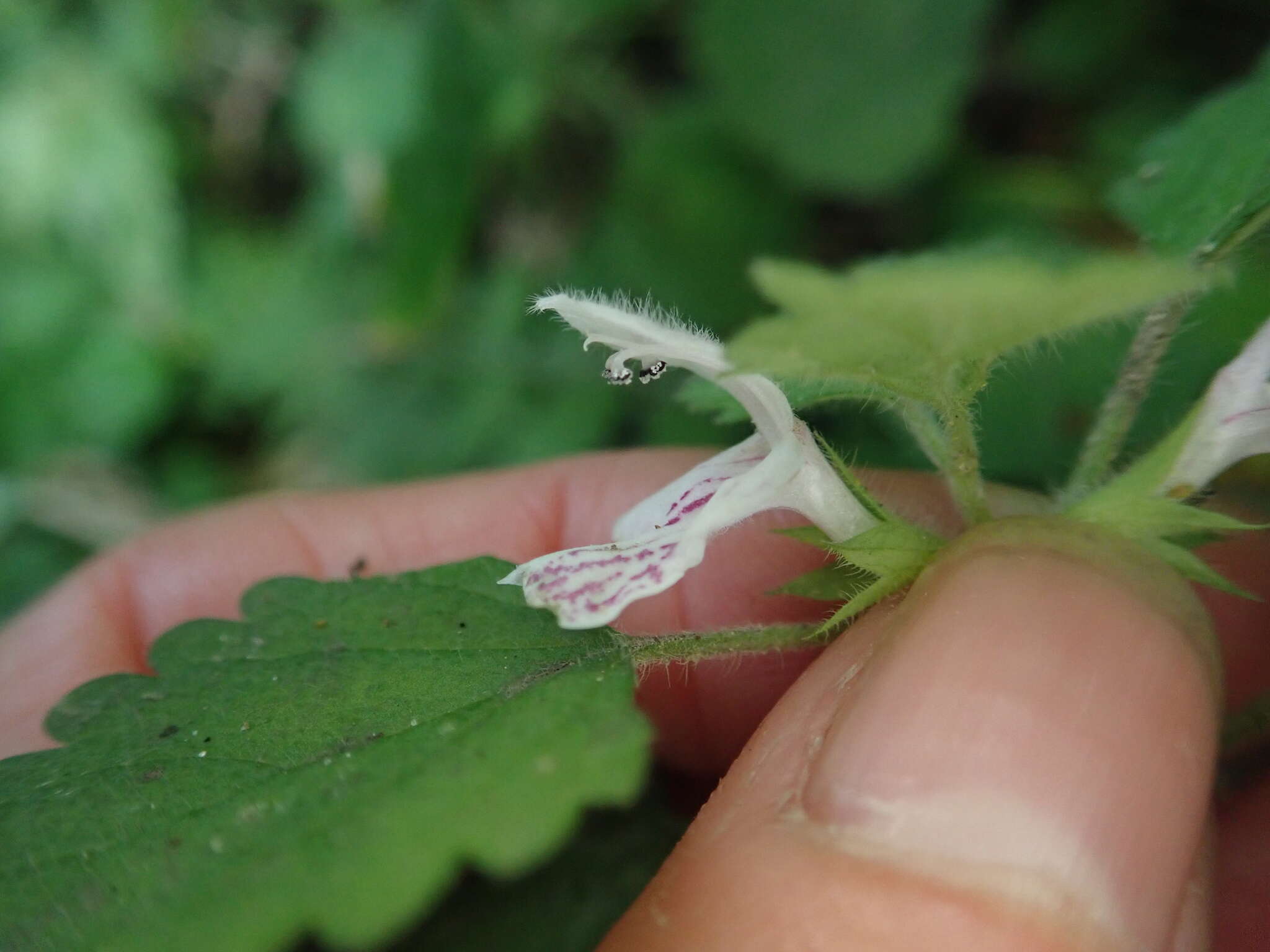 Matsumurella tuberifera (Makino) Makino的圖片