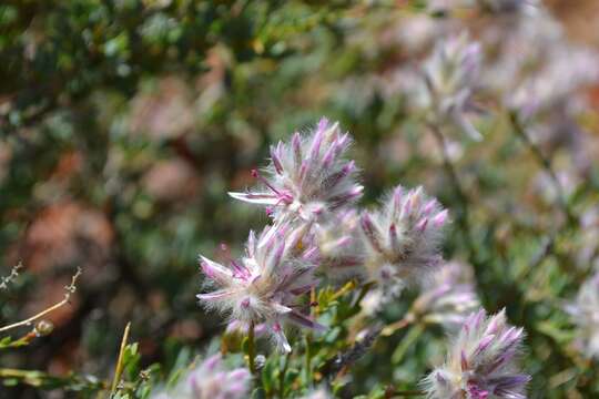 Image de Ptilotus whitei (J. M. Black) Lally