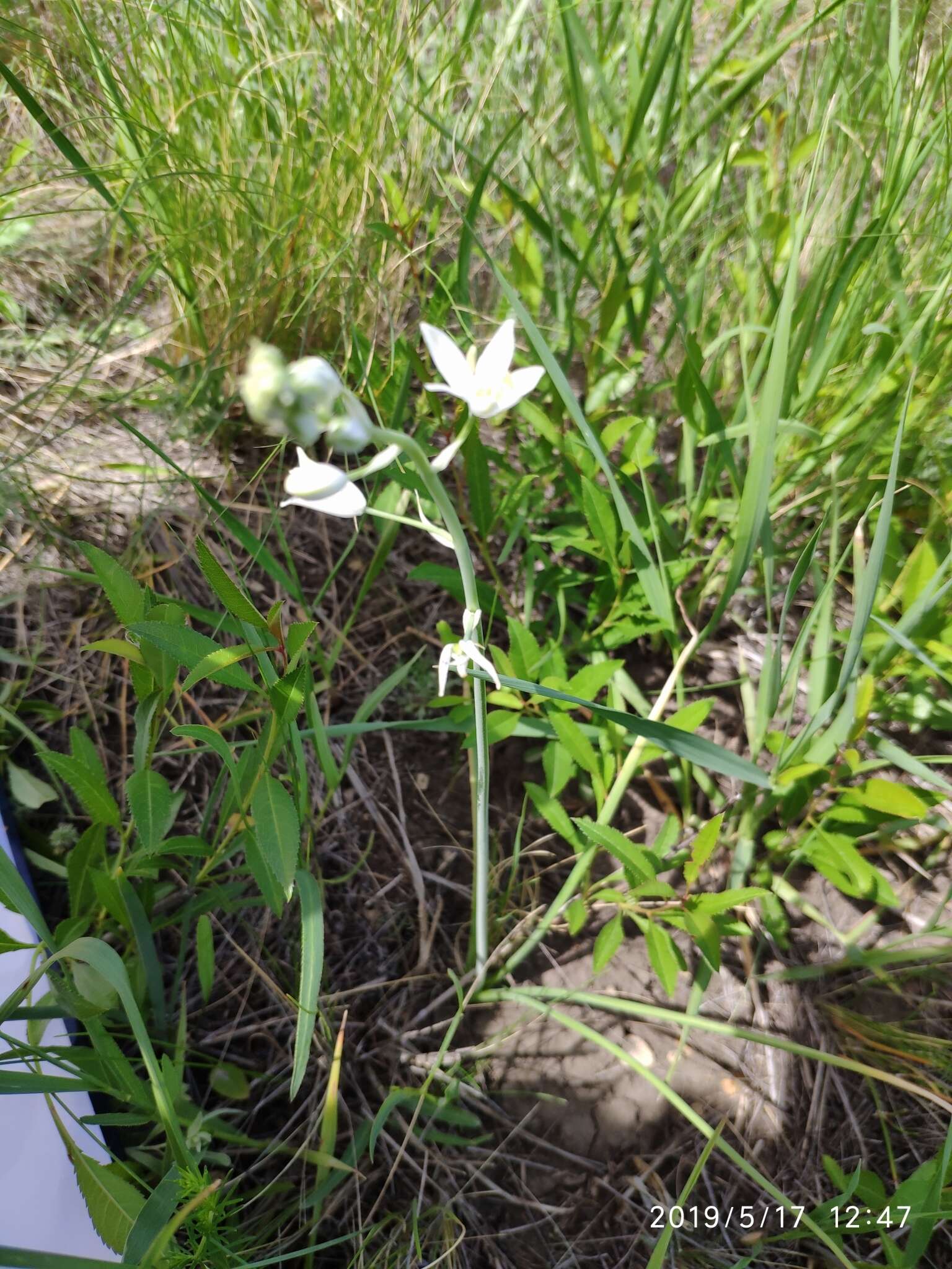 Image of Ornithogalum fischerianum Krasch.