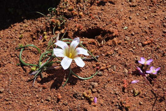 Image of Romulea atrandra G. J. Lewis