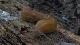 Image of Dusky Slug