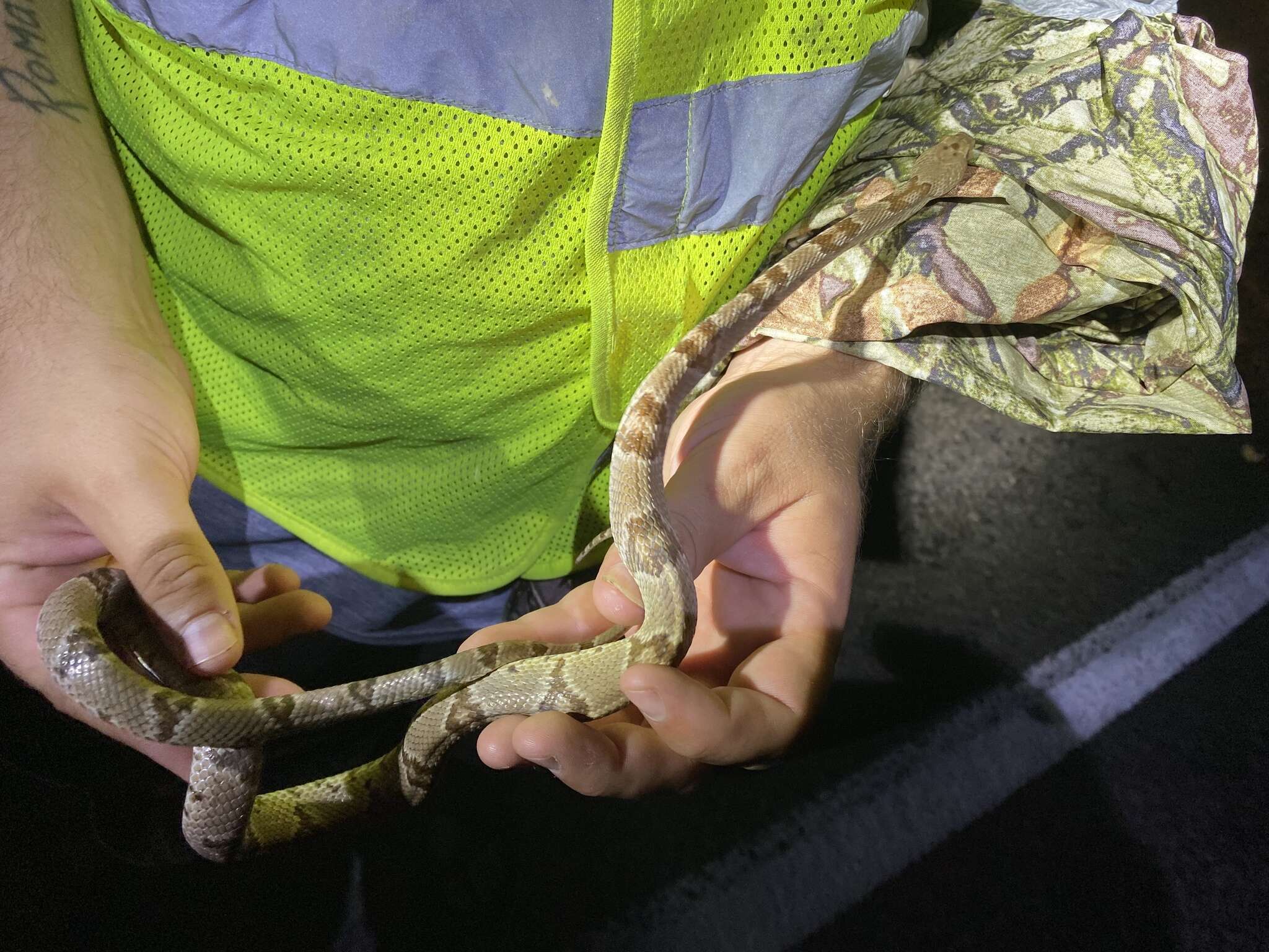 Image of Chihuahuan Desert Lyresnake