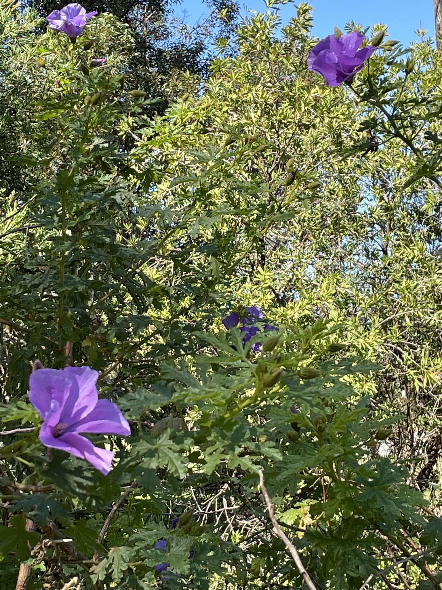 Image of Hibiscus huegelii Endl.