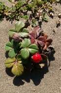 Image of beach strawberry